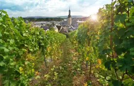View of Rüdesheim am Rhein through vineyards. Rhine Valley, Germany