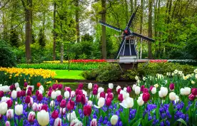 Dutch windmill and colourful fresh tulips in Keukenhof park, Netherlands