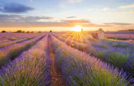 Panoramic view of lavender filed in Valensole, Provence, France