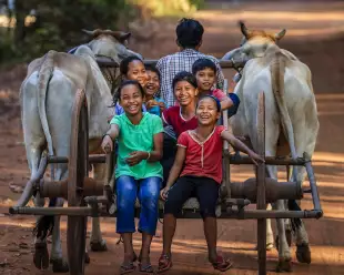 Group of happy Cambodian children riding ox cart in village near Siem Reap, Cambodia